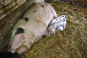Betty the Gloucester Old Spot sow with her eight new piglets, four and a half days old Betty the Gloucester Old Spot sow with her eight new piglets, four and a half days old