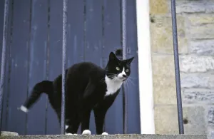 Black and white cat arching back in alarm behind metal railings of stariway to stone Black and white cat arching back in alarm behind metal railings of stariway to stone