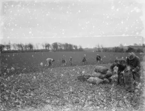 Cattle fodder for human consumption being picked by hand. 1936 Cattle fodder for human consumption being picked by hand. 1936