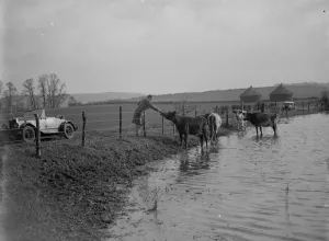 Cattle being petted by a passing motorist as they retreat to the higher ground to Cattle being petted by a passing motorist as they retreat to the higher ground to