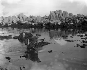 A Channel Islander makes his way through the shallows with his catch of ormers or A Channel Islander makes his way through the shallows with his catch of ormers or
