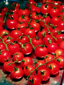 Cherry tomatoes on the vine on baking sheet before roasting in oven. credit: Marie-Louise Cherry tomatoes on the vine on baking sheet before roasting in oven. credit: Marie-Louise