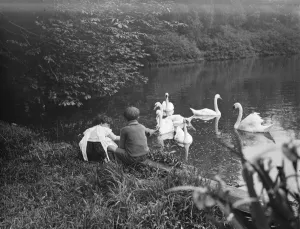Children watch swans on the lake in Lullingstone Park near Eynsford, Kent Children watch swans on the lake in Lullingstone Park near Eynsford, Kent