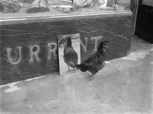 Cock that charmed a butcher , is the enemy of all dogs Cock that charmed a butcher , is the enemy of all dogs