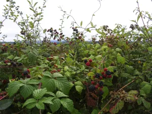 Detail of country hedge with blackberries and view across to Ashdown Forest, Sussex Detail of country hedge with blackberries and view across to Ashdown Forest, Sussex