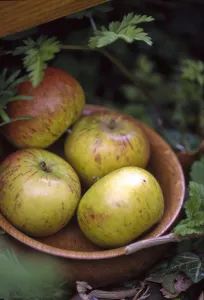 Four coxs apples in wooden bowl in picnic seting outdoors credit: Marie-Louise Four coxs apples in wooden bowl in picnic seting outdoors credit: Marie-Louise