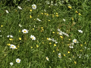 Daisies and buttercups in long grass in churchyard. Sussex, England UK credit Daisies and buttercups in long grass in churchyard. Sussex, England UK credit