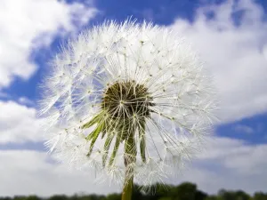 Dandelion seedhead (clock) against cloudy blue sky credit: Marie-Louise Avery / Dandelion seedhead (clock) against cloudy blue sky credit: Marie-Louise Avery /