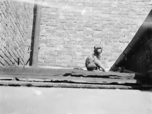 The Dartford Carnival. Monkeys escape and take to the roof. 1936 The Dartford Carnival. Monkeys escape and take to the roof. 1936