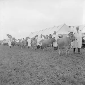 The Edenbridge and Oxted Show - 2 August 1960 The parade of Jersey Cattle headed by C The Edenbridge and Oxted Show - 2 August 1960 The parade of Jersey Cattle headed by C