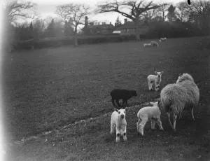 Ewe with her lambs, one of them black, Westerham, Kent. 1935 Ewe with her lambs, one of them black, Westerham, Kent. 1935