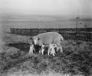 A family party. The lambing season is in progress in Dorset, where this photograph A family party. The lambing season is in progress in Dorset, where this photograph