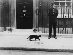 Famous lucky black cat strolls passed Number 10 Downing Street during the European Crisis Famous lucky black cat strolls passed Number 10 Downing Street during the European Crisis