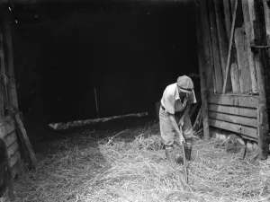 Farm worker Jimmy Burrows using a flail for threshing at Westerham, Kent. 1935 Farm worker Jimmy Burrows using a flail for threshing at Westerham, Kent. 1935