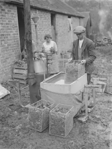 A farmer cultivates his strawberries. 1935 A farmer cultivates his strawberries. 1935