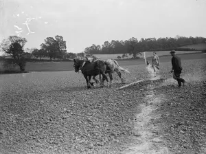 A farmer harrows a field with his team of horses over a footpath throught the field A farmer harrows a field with his team of horses over a footpath throught the field