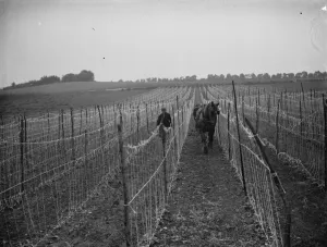 A farmer and his horse plough between bean rows in Swanley. 1935 A farmer and his horse plough between bean rows in Swanley. 1935