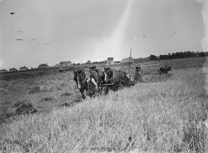 A farmer and his horse tethered to 25 year old McCormick Twine Binder with the Appleby A farmer and his horse tethered to 25 year old McCormick Twine Binder with the Appleby