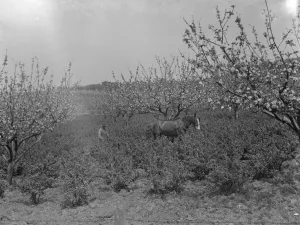 A farmer and his horse tilling between the gooseberry bushes next to the apple blossom A farmer and his horse tilling between the gooseberry bushes next to the apple blossom
