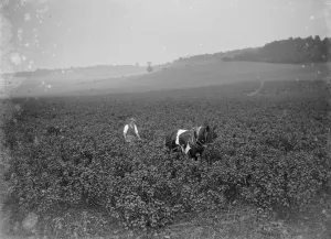 A farmer ploughing with his horse in a currant plantation. 1935 A farmer ploughing with his horse in a currant plantation. 1935
