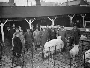 Farmers stand over the pigs at the Dartford Fat Stock show. 1937 Farmers stand over the pigs at the Dartford Fat Stock show. 1937
