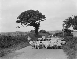 A flock of sheep block the road, causing a traffic jam. 1936 A flock of sheep block the road, causing a traffic jam. 1936
