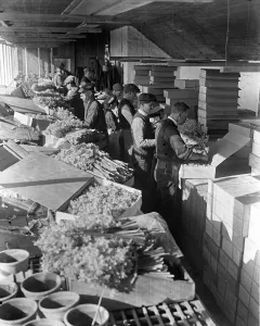 The flower harvest in the Scilly Isles. Men packing the flowers, narcissi and daffodils The flower harvest in the Scilly Isles. Men packing the flowers, narcissi and daffodils