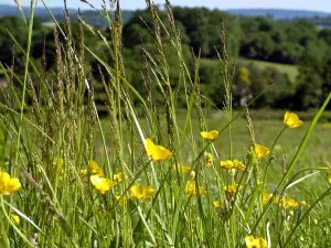 Foreground of buttercups and grasses with country landscape in background Foreground of buttercups and grasses with country landscape in background