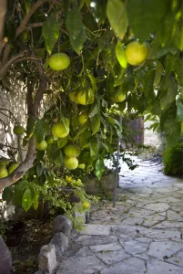 Grapefruits growing in courtyar of house in Psematismenos, Cyprus credit: Marie-Louise Grapefruits growing in courtyar of house in Psematismenos, Cyprus credit: Marie-Louise
