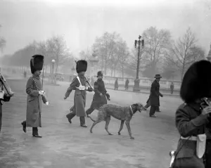 Irish Guards Mascot jumps from car to follow the Colours. Feb 23rd 1932 Irish Guards Mascot jumps from car to follow the Colours. Feb 23rd 1932
