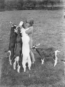 Jean Hodges feeding kids milk with a bottle, at a goat farm in Birling, Kent. 1939 Jean Hodges feeding kids milk with a bottle, at a goat farm in Birling, Kent. 1939