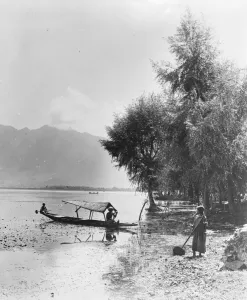 Kashmir, India. A boatman collecting Singara, a kind of fruit that grows in the water Kashmir, India. A boatman collecting Singara, a kind of fruit that grows in the water
