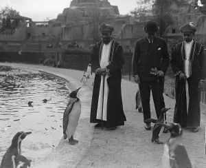 A King and the Sultan. The Sultan of Zanzibar and the King Penguin at the Zoo A King and the Sultan. The Sultan of Zanzibar and the King Penguin at the Zoo