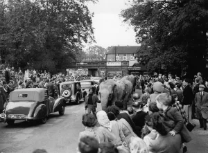 Leading the elephants through the main street to the Circus at Foots Cray, Kent Leading the elephants through the main street to the Circus at Foots Cray, Kent