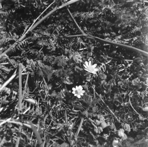 A lesser celandine in amongst blades of of a fern bush. 1939 A lesser celandine in amongst blades of of a fern bush. 1939