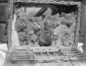 A litter of nine-weeks-old Blue Persian kittens. Young aristocrats of the cat world A litter of nine-weeks-old Blue Persian kittens. Young aristocrats of the cat world