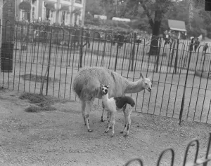 Ma and her little Llama. The baby llama at the zoo. It is about a fortnight old Ma and her little Llama. The baby llama at the zoo. It is about a fortnight old