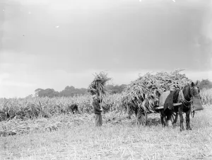 The maize is collected and loaded onto a horse drawn cart. 1938 The maize is collected and loaded onto a horse drawn cart. 1938