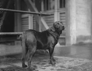 His Majestys black retriever Sandringham Stow Taken at Crystal Palace, April 14th 1932 His Majestys black retriever Sandringham Stow Taken at Crystal Palace, April 14th 1932