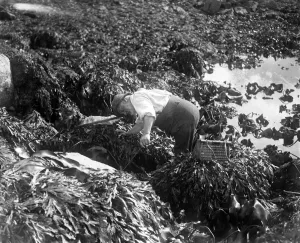 A man fishing for ormers or abalone (shellfish) with his net along the seashore in A man fishing for ormers or abalone (shellfish) with his net along the seashore in