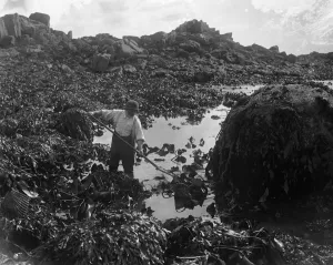 A man sifts through the seaweed for ormers or abalone in the Channel Islands. 8 A man sifts through the seaweed for ormers or abalone in the Channel Islands. 8