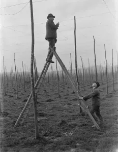 A man stringing the hop poles whilst another foots his ladder. 1937 A man stringing the hop poles whilst another foots his ladder. 1937