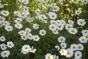 Massed white diaises in border of country garden, Kent UK. May. credit: Marie-Louise Massed white diaises in border of country garden, Kent UK. May. credit: Marie-Louise