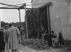 McConnel hinds, hop pickers cleaning bines for the machine. 1937 McConnel hinds, hop pickers cleaning bines for the machine. 1937