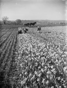 Men picking daffodils in the fields at Swanley for the daffodil harvest Men picking daffodils in the fields at Swanley for the daffodil harvest