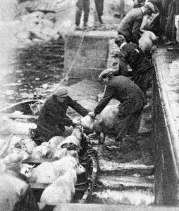 <b class=qtipBold><figcaption>Mono Negative</figcaption></b><br>The Evacuation of St Kilda: Island types; And scenes of departure. Embarking their flocks to be sold at Oban: St. Kilda Islanders putting sheep aboard a boat for conveyance the S.S. "Dunara Castle. 6 September 1930 Scotland, Outer Hebrides Scottish history Mono Negative
