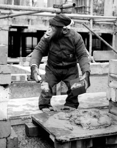 This morning workmen on a building site in Lincolns Inn Fields, London, were joined by a new mate This morning workmen on a building site in Lincolns Inn Fields, London, were joined by a new mate