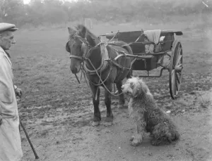 Mr Groombridge looks on as his sheepdog holds the reins to the poney and trap Mr Groombridge looks on as his sheepdog holds the reins to the poney and trap