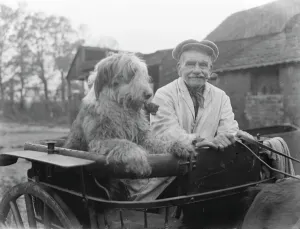 Mr Groombridge and his sheepdog, smoking their pipes, aboard their poney trap Mr Groombridge and his sheepdog, smoking their pipes, aboard their poney trap