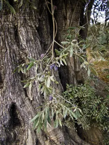 Olives growing on old olive trees in southern Cyprus credit: Marie-Louise Avery Olives growing on old olive trees in southern Cyprus credit: Marie-Louise Avery